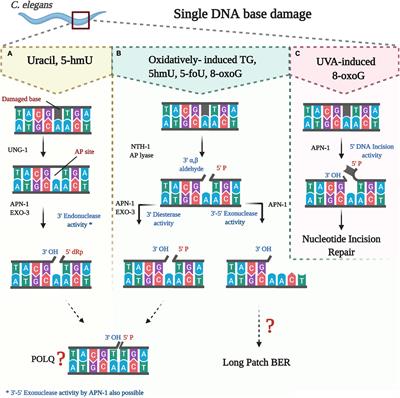 The Base Excision Repair Pathway in the Nematode Caenorhabditis elegans